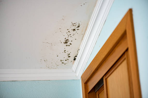Best Basement Mold Remediation in Kenmar, PA