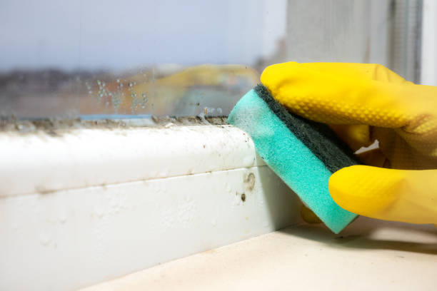 Best Post-Flood Mold Remediation in Kenmar, PA