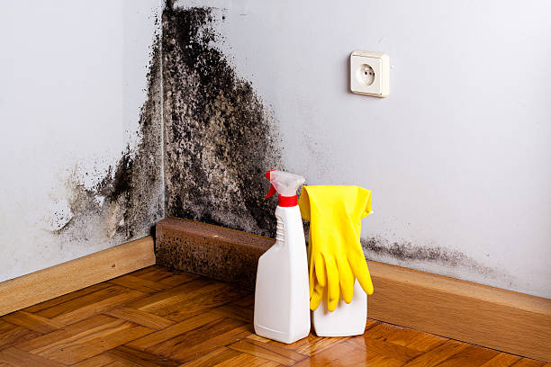 Best Black Mold Remediation in Kenmar, PA
