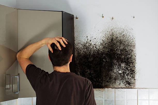 Best DIY Mold Remediation Support Services in Kenmar, PA